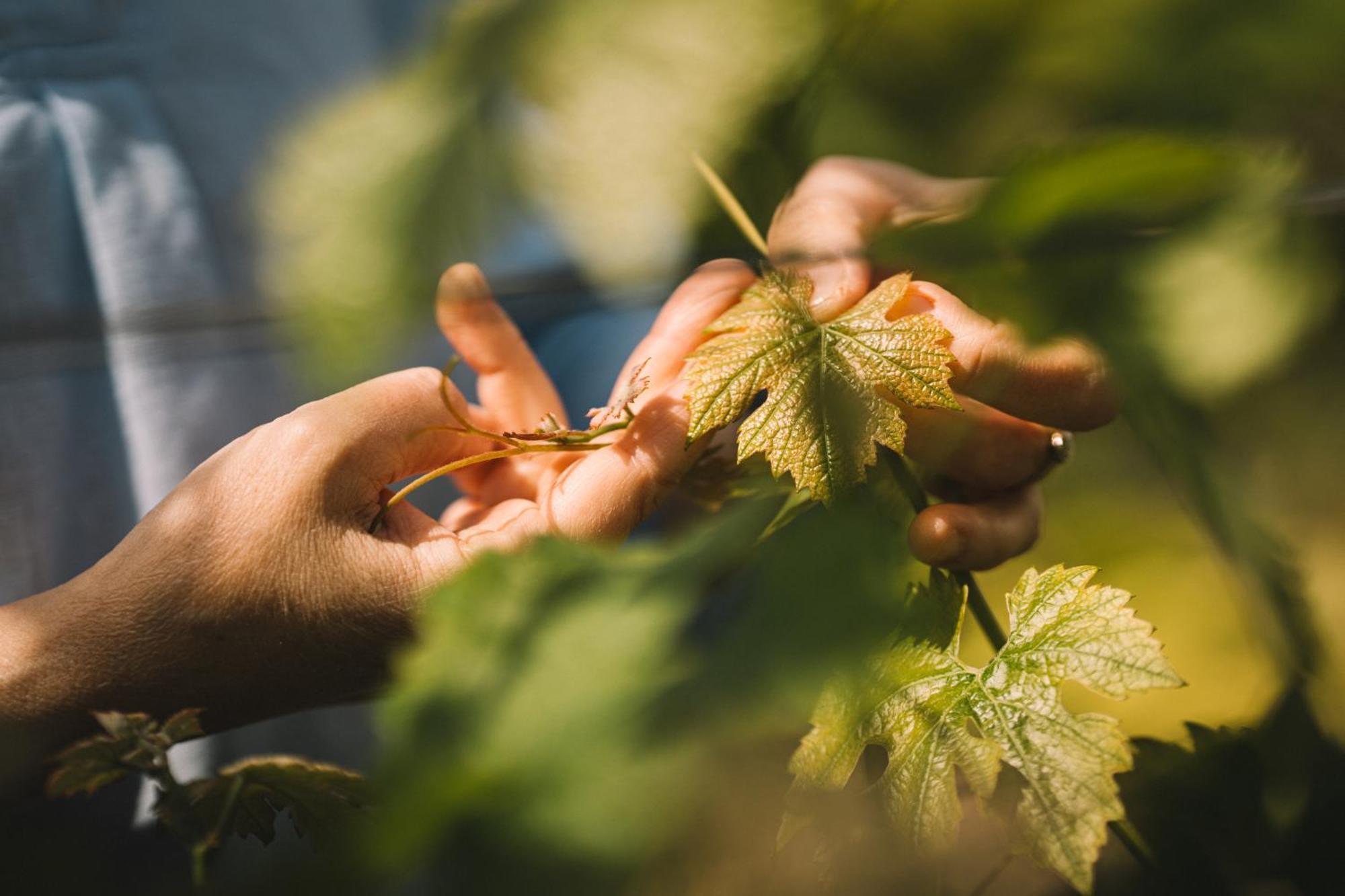 Weingut Petershof Lejlighed Alzey Eksteriør billede