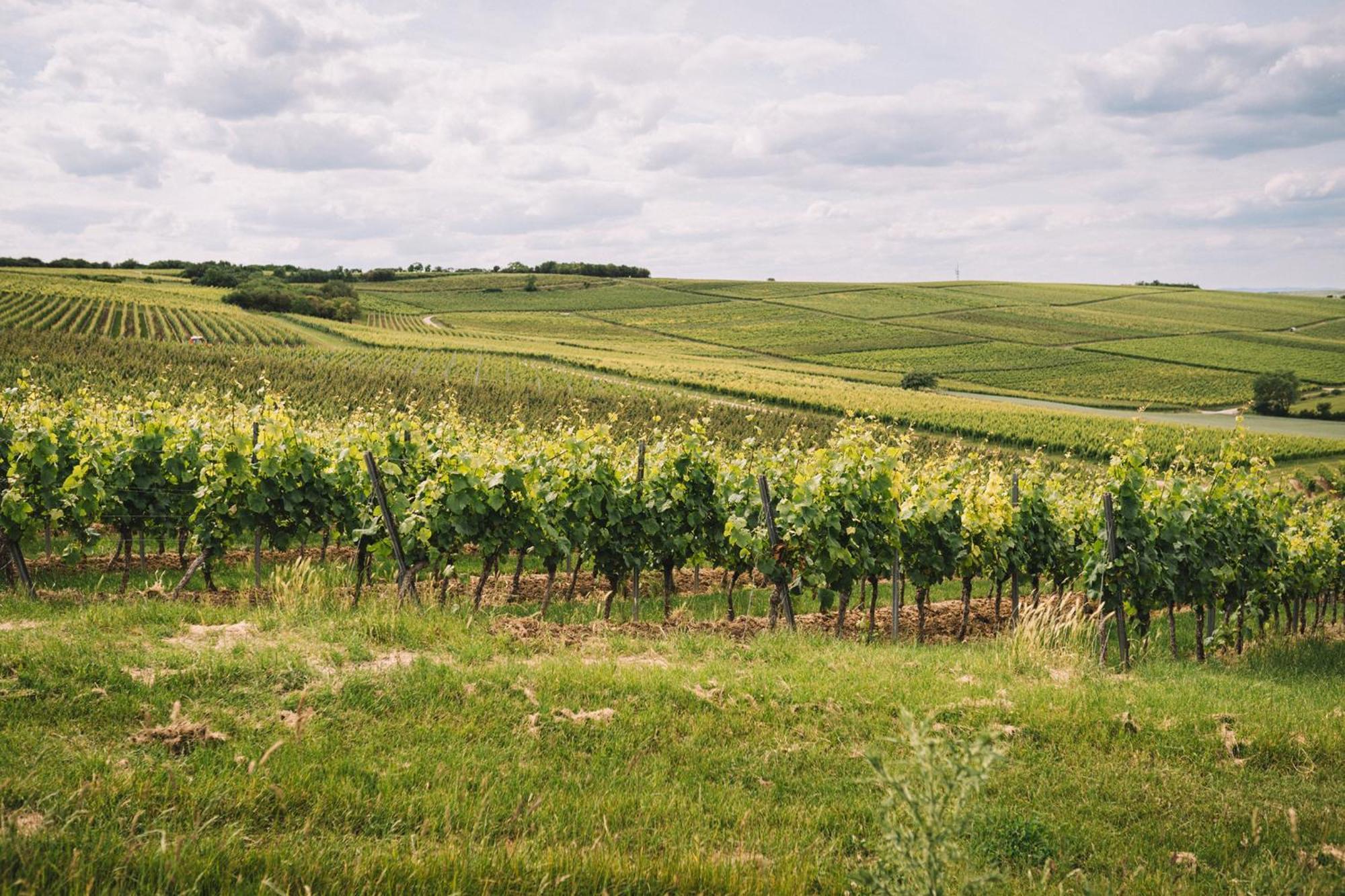 Weingut Petershof Lejlighed Alzey Eksteriør billede